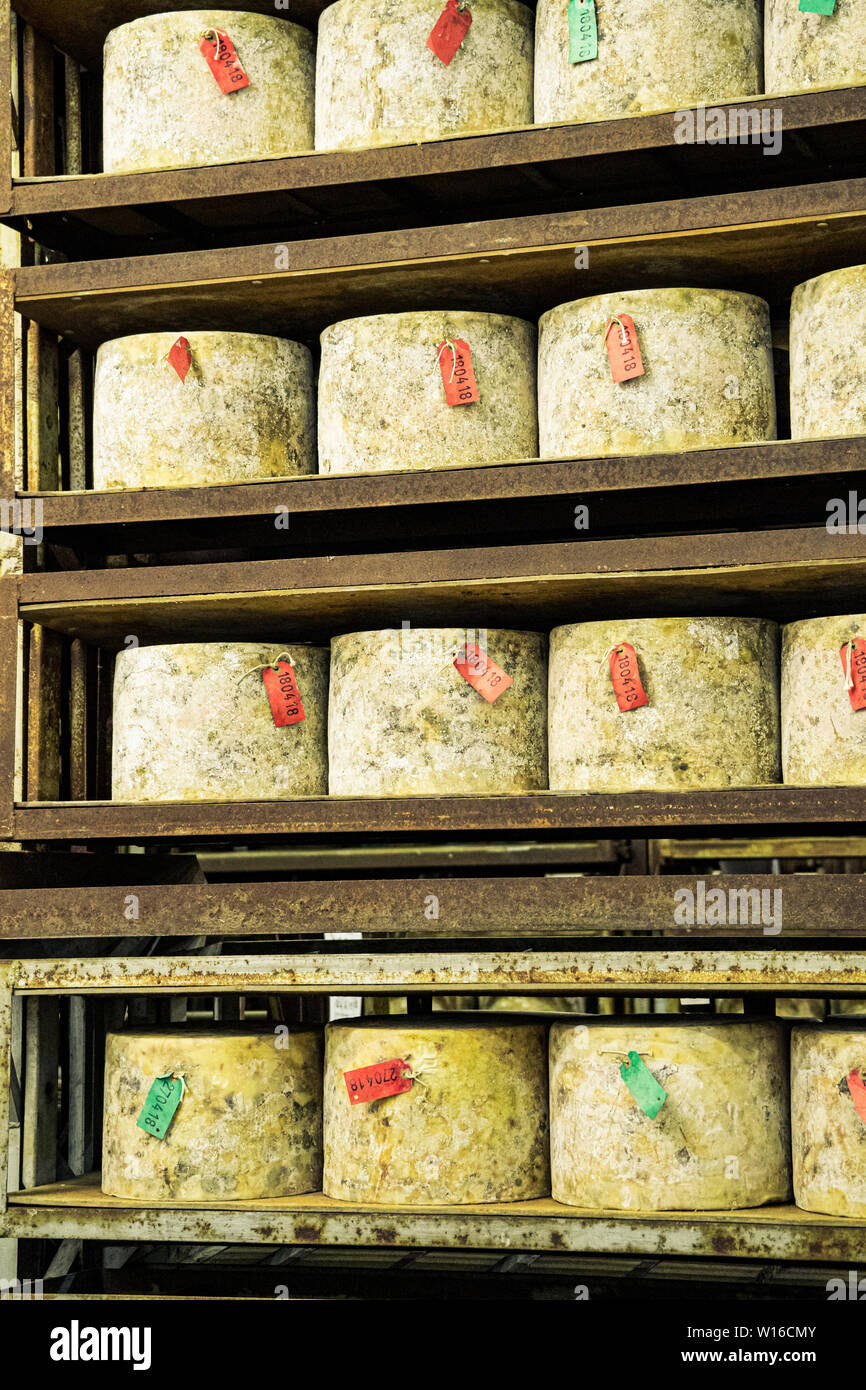 Stoff-gebundenen truckles von Cheddar in Quickes Käse, Devon, UK fällig werden. Eine traditionelle kleine handwerkliche Milchprodukte und Käse Teekocher im Jahre 1540 gegründet Stockfoto