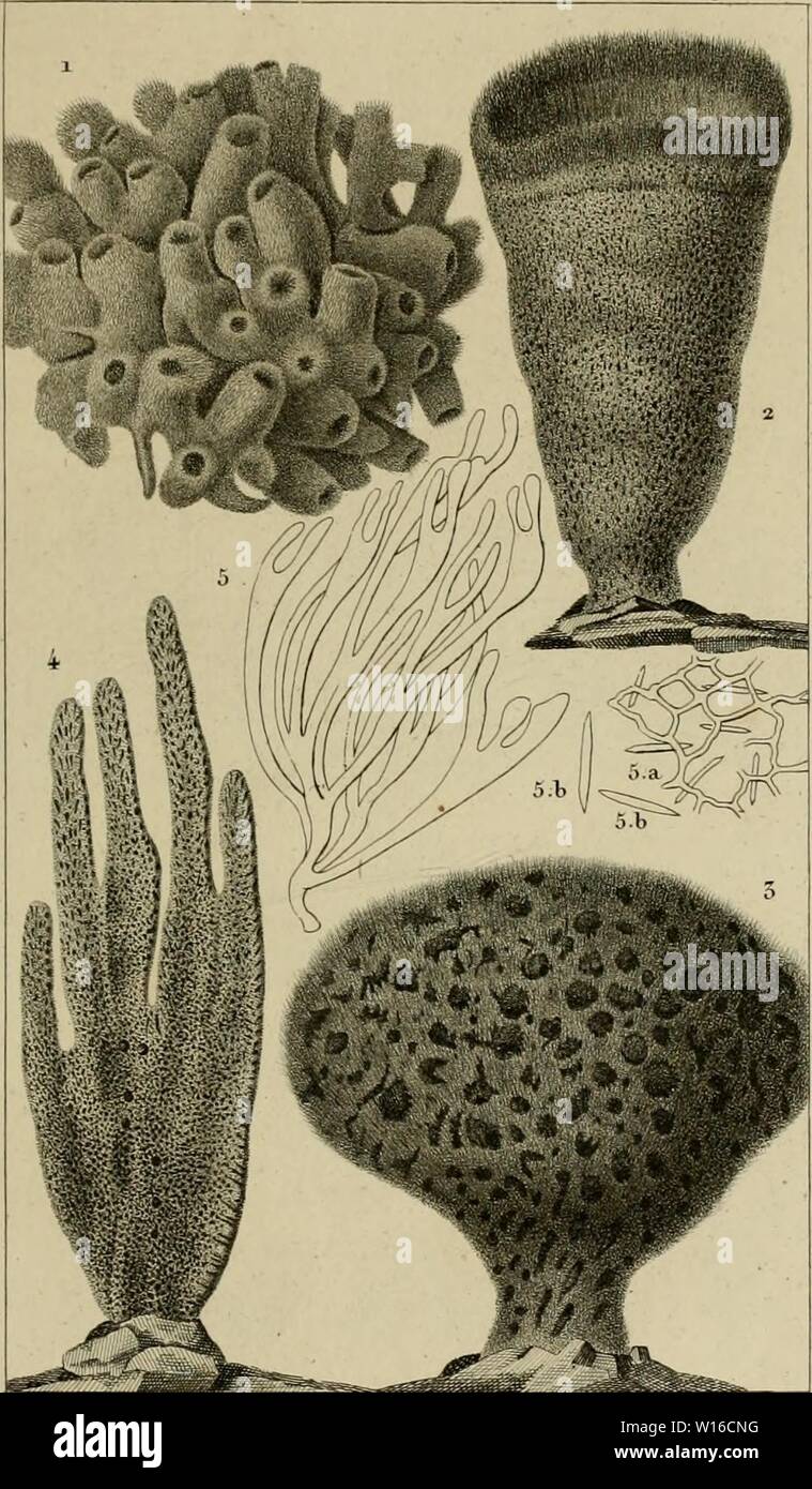 Archiv Bild von Seite 254 des Wörterbuch des sciences naturelles, Dans. Wörterbuch des sciences naturelles, Dans lequel auf traite méthodiquement De être de la nature considérés différens, soit en eux-mêmes, d'après l'État actuel de nos connoissances, soit relativement à l'utilité qu'en peuvent retirer La médecine, l'agriculture, le Commerce et les Artes. Suivi d'une Biographie des plus célèbres naturalistes. dictionnairedes 10 cuvi Jahr: 1816 Zoologie, 3 fOJÎPffOZÛAIBES. Îsponc - iau'es. P Ich. EPA" NUP luillee2E.creiiset. S.E. vulgaire. 4. E. Mam. S.E. paniforillc. 5a. Sa j-fruefitre, b Stockfoto