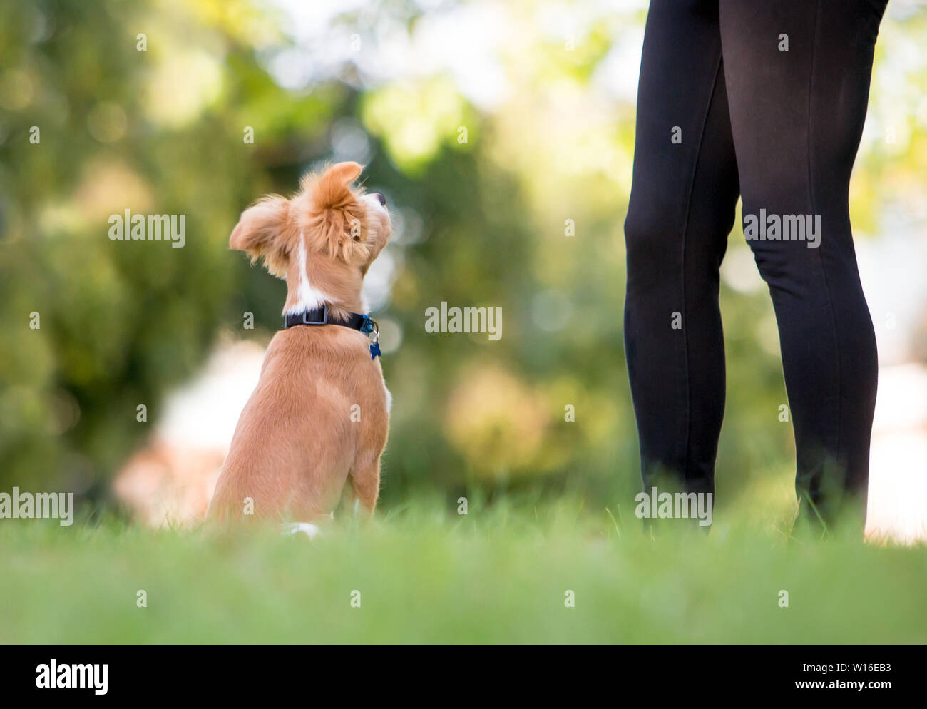 Eine niedliche rote und weiße Mischling Welpen sitzen, blickte auf seinen Besitzer Stockfoto