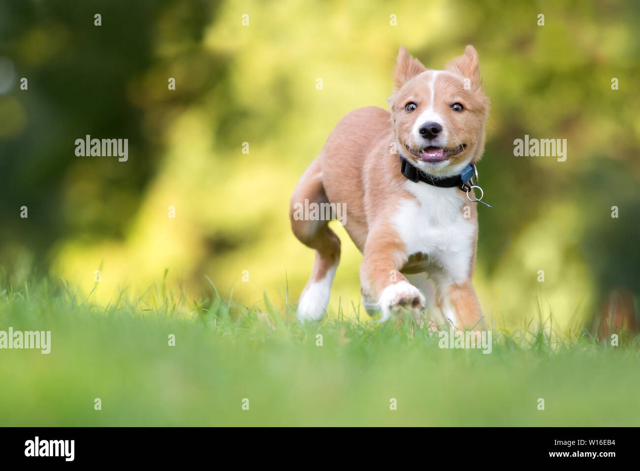 Ein verspielter roten und weißen Mischling Welpe läuft durch das Gras Stockfoto