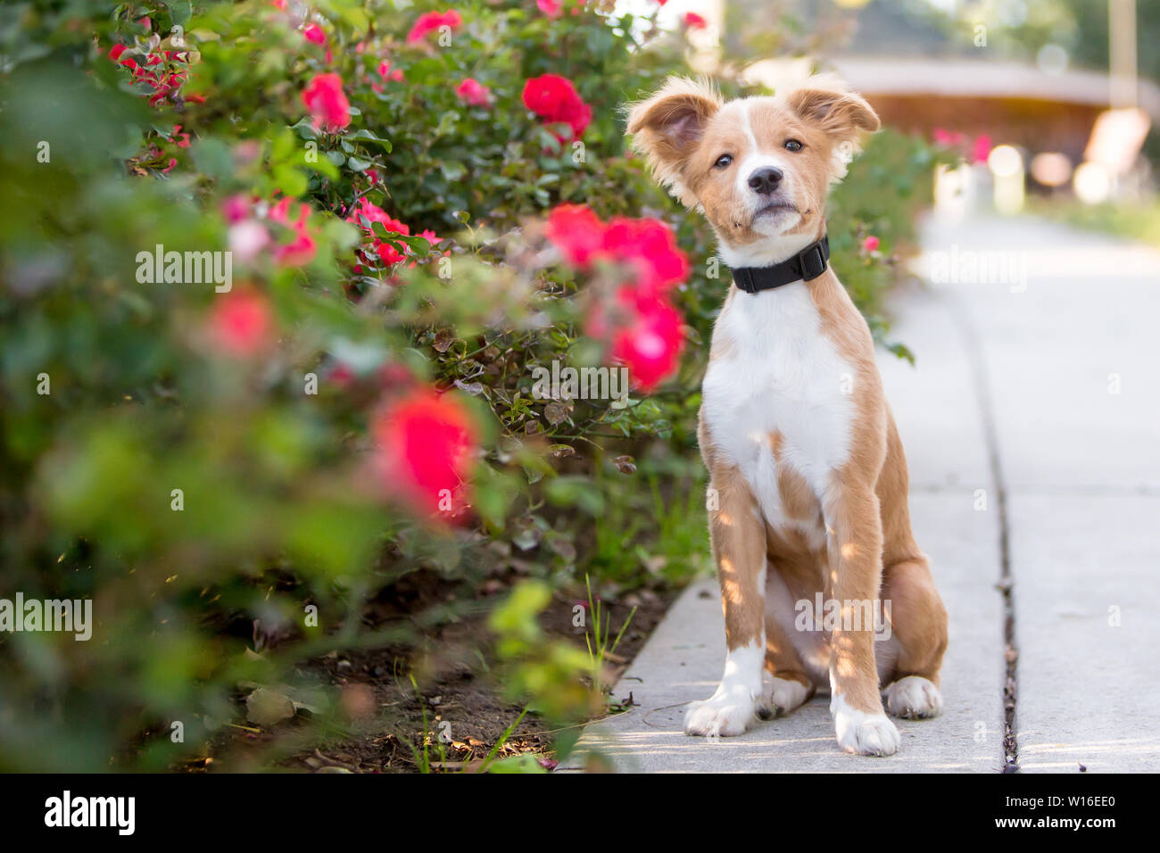 Eine niedliche rote und weiße Mischling Welpe, sitzend auf einem Bürgersteig neben einigen hellen Blumen Stockfoto