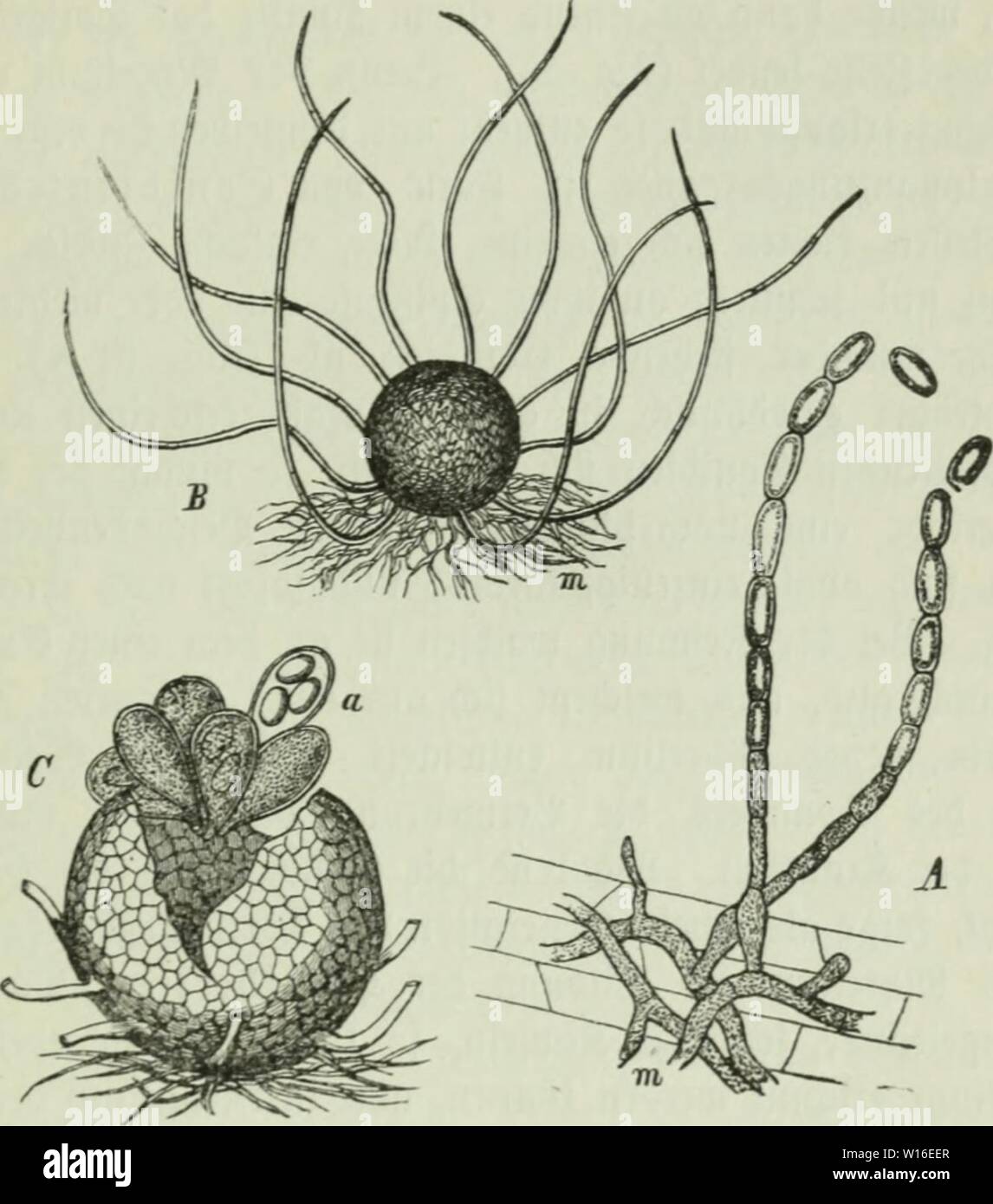 Archiv Bild ab Seite 266 von diesem Sterben der Pflanzen; ein. Diesem Sterben der Pflanzen; ein Handbuch für Land- und Forstwirte, Gärtner, Gartenfreunde und Botaniker. diekrankheitend 02 fran Jahr: 1895 11. Kapitel: Erysipheae, 9JZel) Itaupi (je 251 (Gig. 51 A) unb ficf) centrifugat lueiter ausbreiten, Alb überietit ber il3 nur bie Cberfeiten ber Blätter, balb anfänglirf) bie fpäter Unterfeiten unb greift in bie € berfeiten über, balb befäüt er beibe D () ne Unterfd) ieb unb Bann oft Aucf) btn Stengel unb Gel) t felbft bi "bie $ rüct) te. 2) ie STcijcelfäben liegen überall ber öpibermie bidi Stockfoto