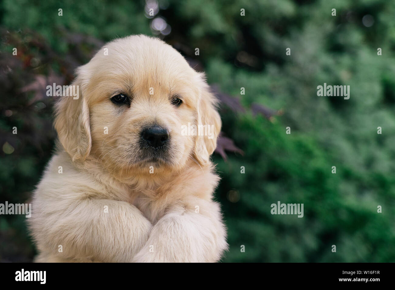 Das Porträt einer niedlichen einen Monat Golden Retriever Welpen im Garten. Stockfoto