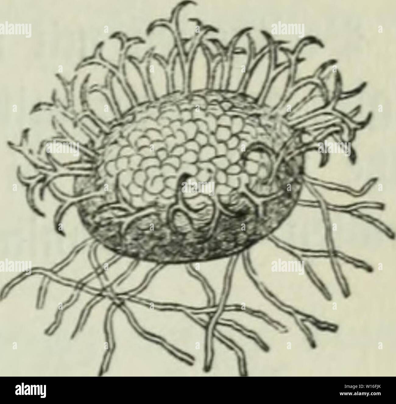 Archiv Bild ab Seite 276 von diesem Sterben der Pflanzen; ein. Diesem Sterben der Pflanzen; ein Handbuch für Land- und Forstwirte, Gärtner, Gartenfreunde und Botaniker. diekrankheitend 02 fran Jahr: 1895 11. Kapitel: Erysipheae, 5 De {) ltaupil 5 e 261 Slnf SBciben unb Rappeln. 2 Luf® cf) Tt) ai5 geboren. Stuf Acer campestre. m 53. critccium Don Un-ciuula bicornis Lev., unten mit 5 J?i) fäben fienb ceIium'; um Ben (Scheitel Mir 2 (nt) ängfel. o. O'idium Tuckeri in merifa oorfomme, Al § nid) t fict) er ermiefen unb t) ält eine enüed) [elung mit ber Bort pufigen Unci - nula für moglid;, ond bereu Oidium - yorm Äh Stockfoto