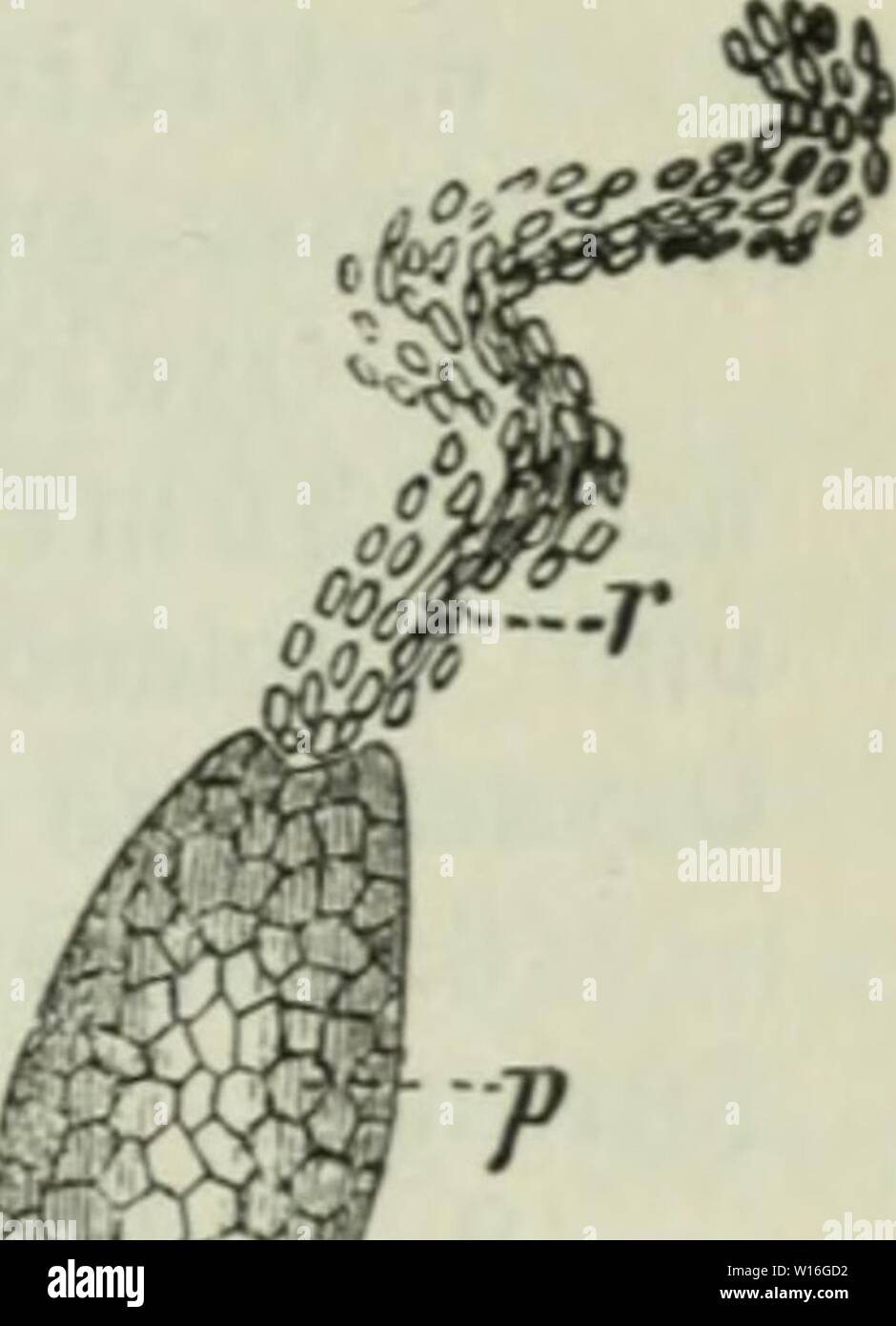 Archiv Bild ab Seite 282 von diesem Sterben der Pflanzen; ein. Diesem Sterben der Pflanzen; ein Handbuch für Land- und Forstwirte, Gärtner, Gartenfreunde und Botaniker. diekrankheitend 02 fran Jahr: 1895 11. Kapitel: Erysipheae, 5) lettaupiljc 207 florentiiius Ehrb-. genannt mürbe. (Spater I) abcn 2; Ula § ne unb t). 9) ioI ftc rür eine grucf) tfürni ber-5) kl) (tanpilje, für bie i) fniben berfelben erhalten) alten, bie Mann aud) Nicken) eine anbern Slrten üauf g) ief) ltaupil 5 en auffanb. e Sari) (1. c.) I) aber einen frenibartigen, in Ben ert) per RIPL} de fdjmaroenben ilj erfannt unb) n Cicinnobolus Ccsatii de Durch. Stockfoto