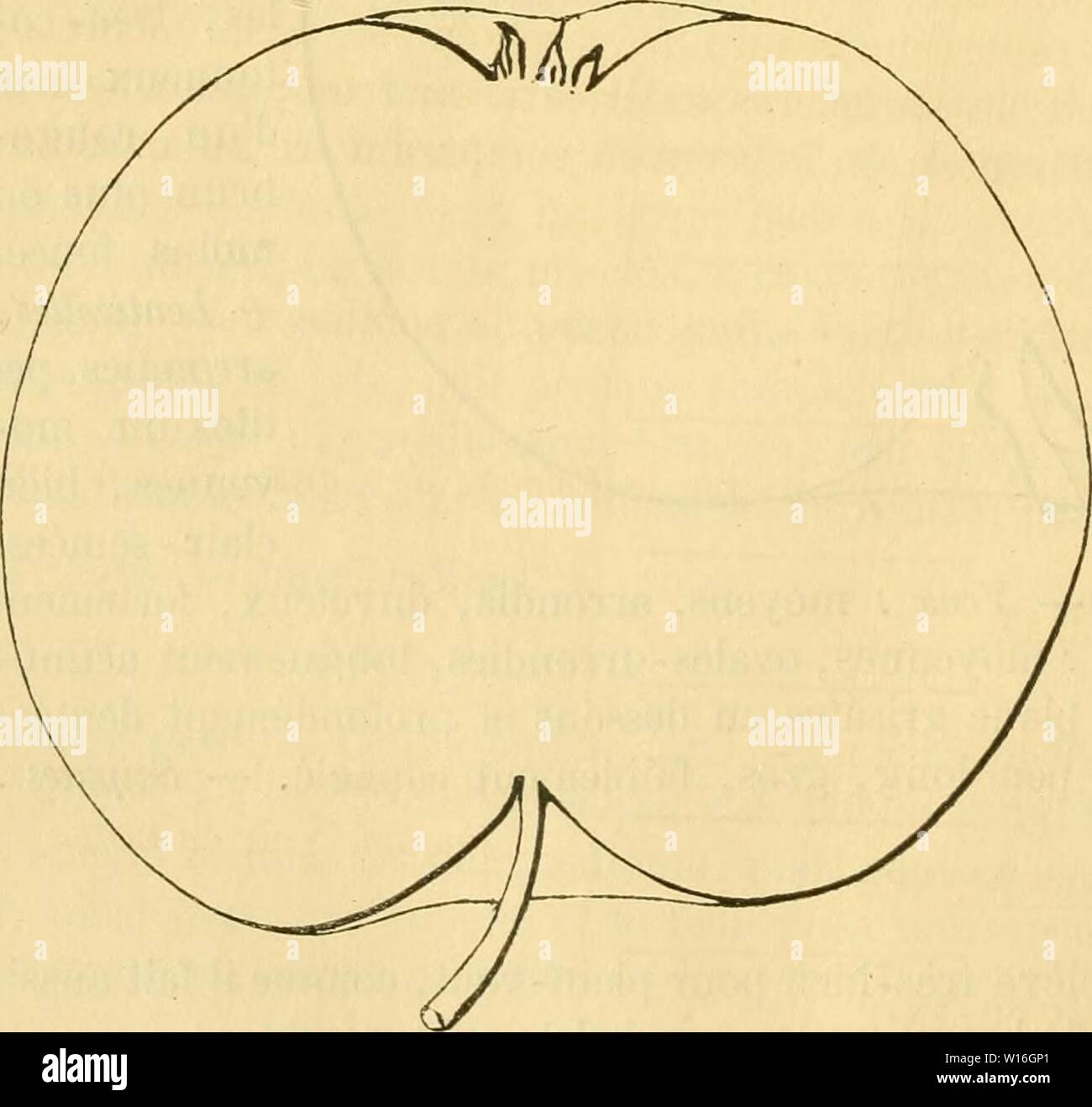 Archiv Bild von Seite 285 des Wörterbuch de pomologie, Contenant l'histoire,. Wörterbuch de pomologie, Contenant l'histoire, la Description, la Abbildung des Früchte Früchte anciens et des modernes les plus gÂnÂralement connus et cultivÂs. dictionnairedepo 03 lero Jahr: 1867 276 DUC dans son großen et Profond Bassin. Â Åil: Grand ou moyen, Mi-Clos ou fermÃ, duveteux, Ã cavitÃ mehr oder weniger dÃveloppÃe Mais toujours bordÃe plissÃe et de fortes gibbositÃs. Â Peau: Ãpaisse, vert herbacÃ Du côté tÃ de l'ombre, Jaune - Citron sur l'autre Face, faiblement maculÃe de fauve Autour du ponctuÃe pÃdoncule, d Stockfoto