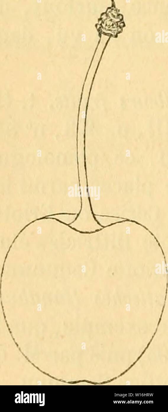 Archiv Bild von Seite 293 Wörterbuch de pomologie, Contenant l'histoire,. Wörterbuch de pomologie, Contenant l'histoire, la Description, la Abbildung des Früchte Früchte anciens et des modernes les plus gÂnÂralement connus et cultivÂs. dictionnairedepo 05 lero Jahr: 1867 griotte 284 GRI [cou] Cerisier. 71. Cerise GRIOTTE ein COURTE QUEUE. Synonyme. Â 1. Cerise Agriote ein Courte Queue (Olivier de Serres, le ThÃÃ¢tre d'agriculture et mÃnayc des duivips, 1608, S. 622). Â 2. Cerise Guindoule (Fillassier, Wörterbuch du jar-dinier finanÃ§ais, 1791, t. II, S. 579). Â 3. Griotte du Poitou {Id. ib Stockfoto