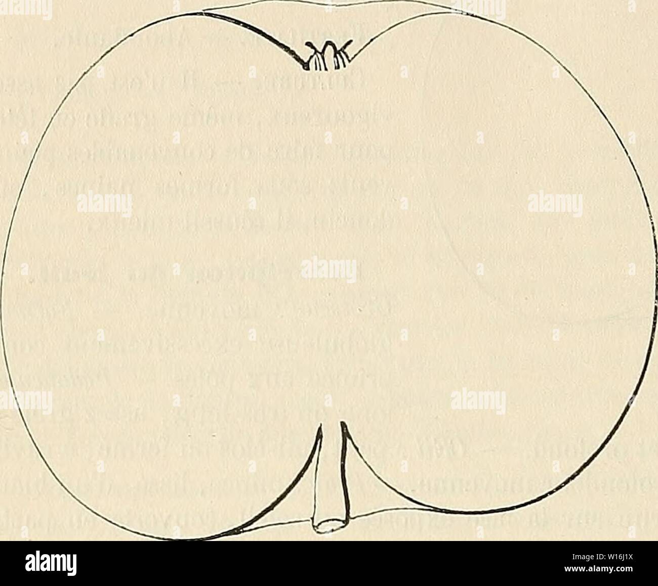 Archiv Bild von Seite 295 Wörterbuch de pomologie Contenant. Wörterbuch de pomologie: Contenant l'histoire, la Description, la Abbildung des Früchte Früchte anciens et des modernes les plus gÃnÃralement connus et cultivÃs. dictionnairedepo 004 lero Jahr: 1867 732 REI [reinette Rou] FertilitÃ. Â Satisfaisante. Kultur. "Le greffer À hauteur de tige, gießen Plein-Vent, afin qu'il Ait une tÃªte convenable. Comme arbre - Nain il prospÃ ¨ re Parfaitement, sur doucin ou Paradis, en Spalier, gobelet, pyra - Pomme Reinette Rouge. mide ou Cordon toutes für. mes qui Lui sind plus avantageuses, tan Stockfoto