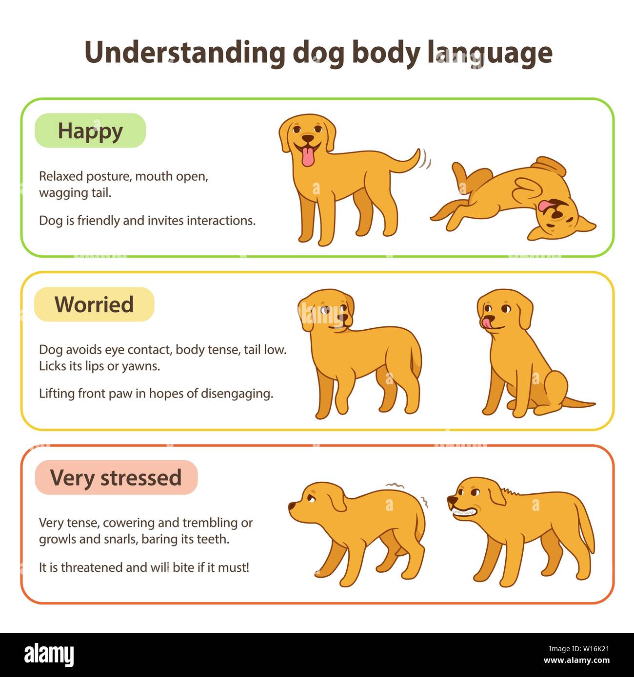 Hund Körpersprache Infografik Charts. Verständnis Hund wirft, dass unterschiedliche Emotionen: glücklich und entspannt, angespannt und besorgt, gestresst und verärgert. P Stock Vektor
