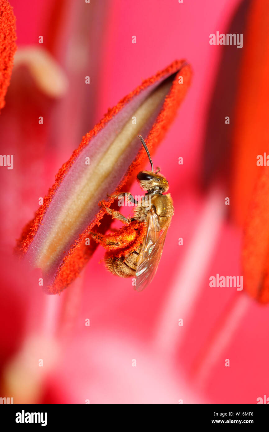 Eine Bronze Metallic Schweiß Biene (Lasioglossum) sammelt rote Blütenstaub von einer Blume. Stockfoto