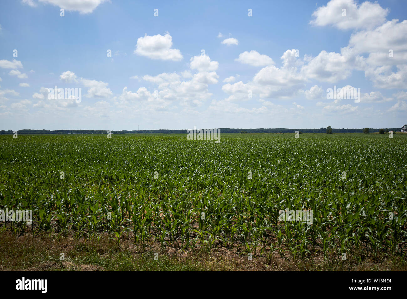 Kulturen, in die Felder im Ackerland in der Nähe von Fair Oaks northern Indiana USA Stockfoto
