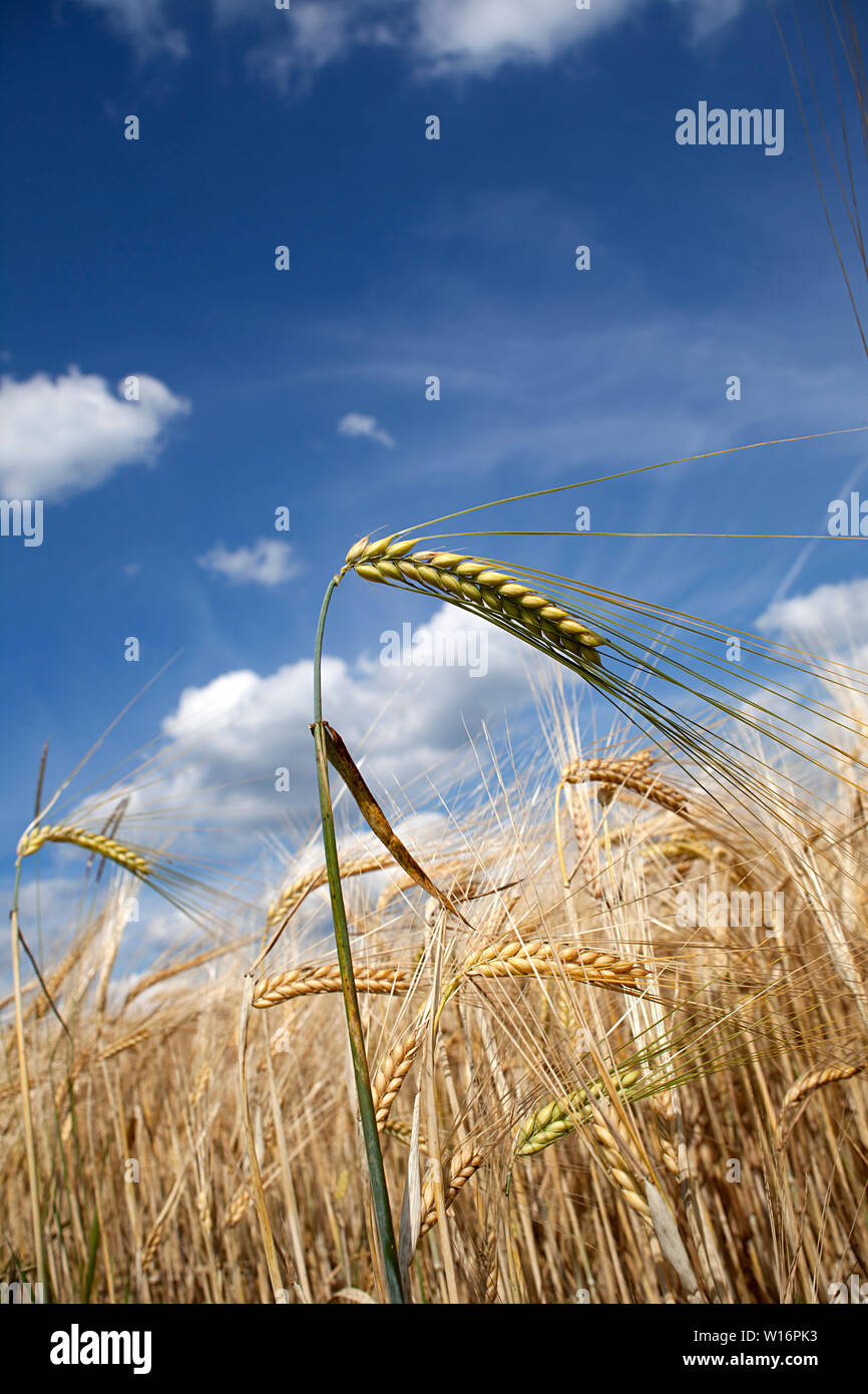 Cornfield close up Gerste (Hordeum vulgare) Stockfoto