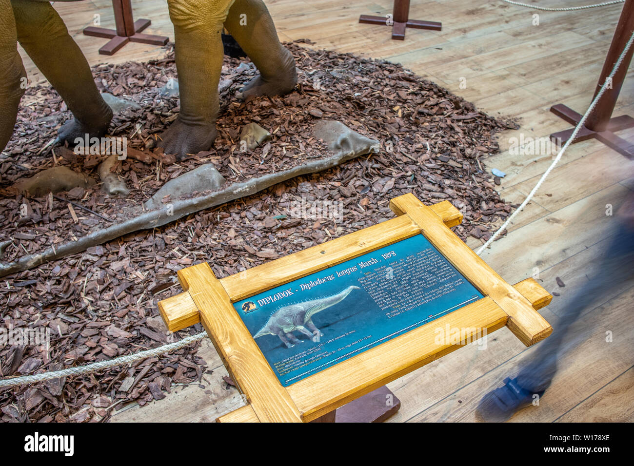 Lodz, Polen, Mai 2019: Diplodocus dino in Einkaufs- und Unterhaltungszentrum SUKCESJA, Diplodocid Sauropod Dinosaurier, Longus, Familie Diplodocida Stockfoto