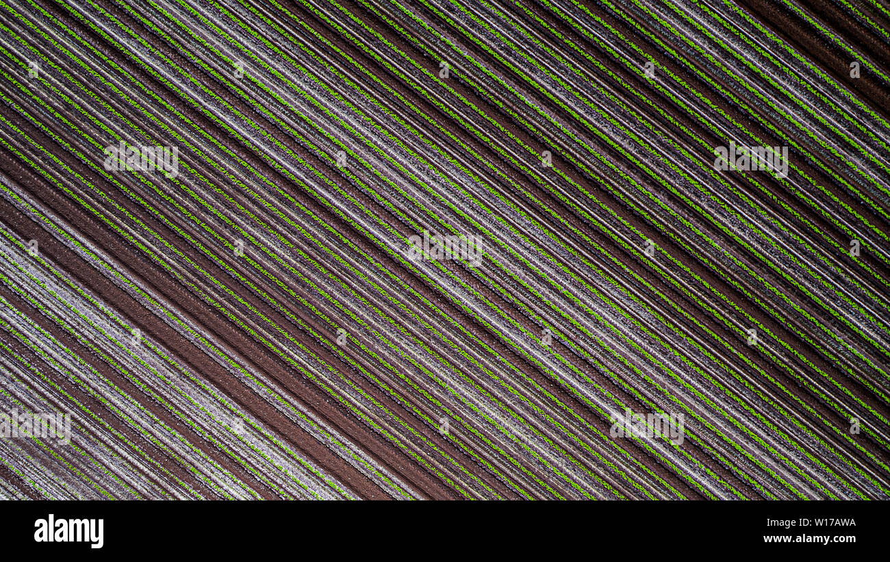 Zeilen und Zeilen und Zeilen Stockfoto