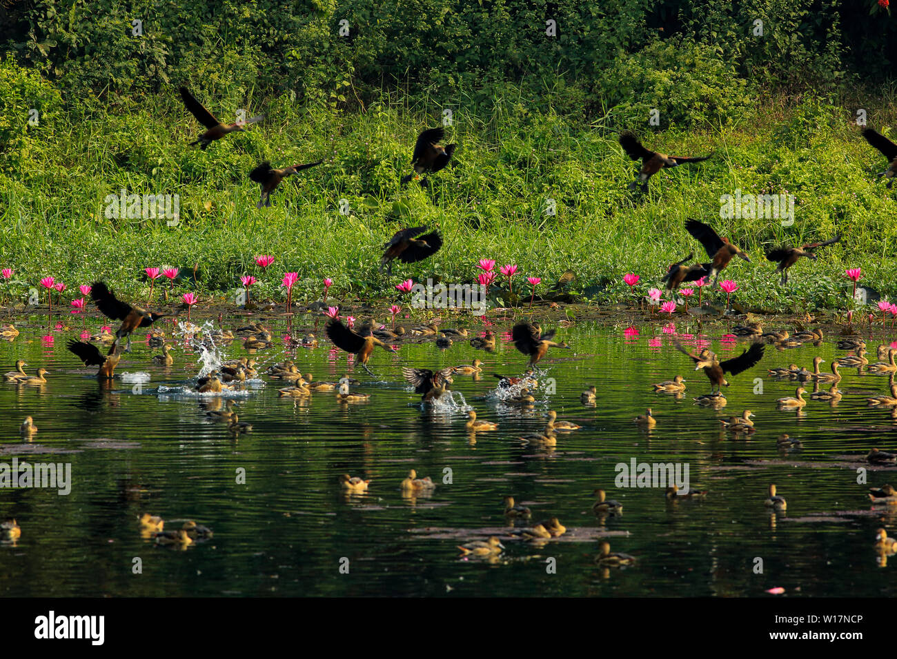 Weniger Pfeifen - Ente, Lokal "choto Sorali Jahangirnagar Universität am See. Savar, Dhaka, Bangladesch. Stockfoto