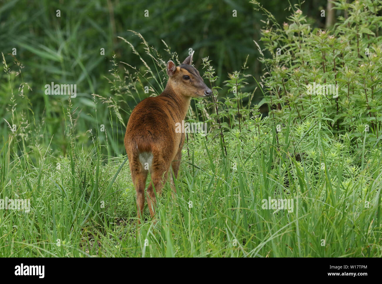 Einen hübschen weiblichen Rotwild, Muntiacus reevesi Muntjac, Fütterung, auf einer Insel in der Mitte eines Sees in Großbritannien. Stockfoto