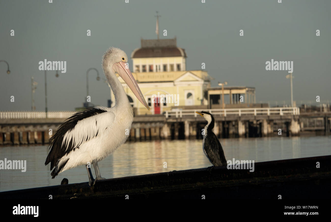 Pelikan Szenen. Australische Pelikane in ihrem natürlichen Lebensraum. Stockfoto