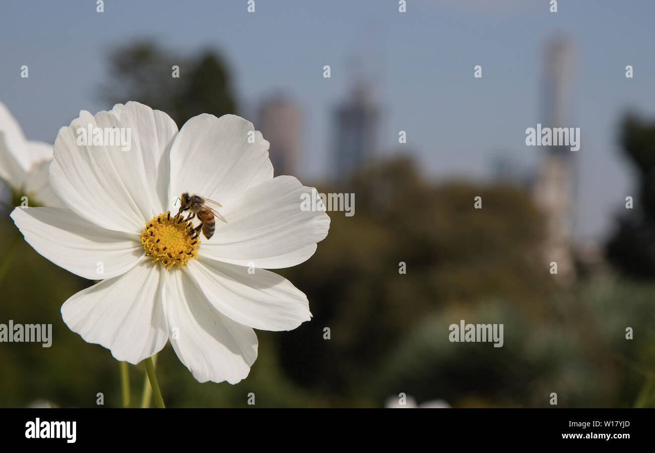 Eine Biene auf einer Blume in Melbourne, Australien. Stockfoto