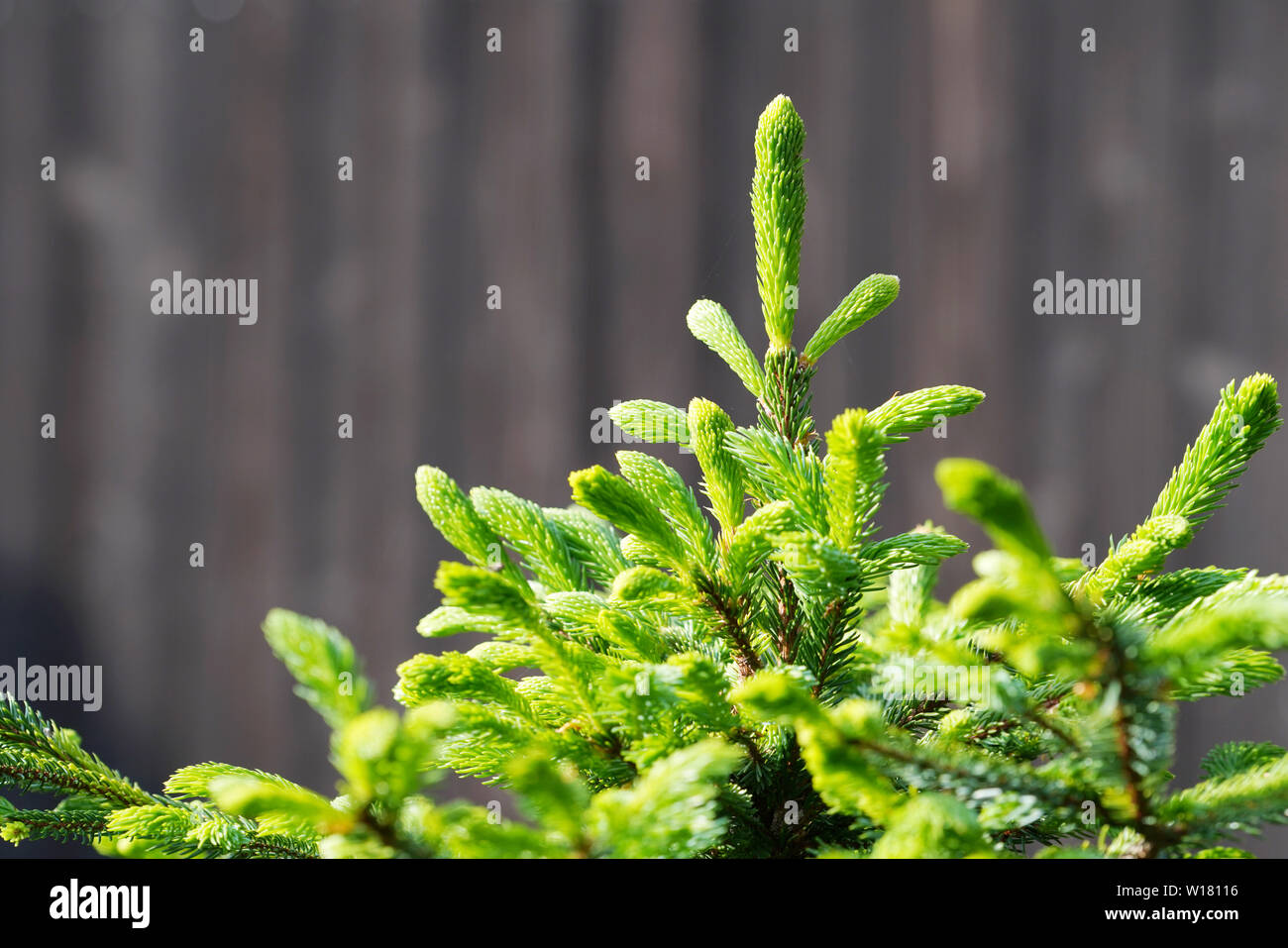 Tannen sprösslinge Stockfotos und bilder Kaufen Alamy