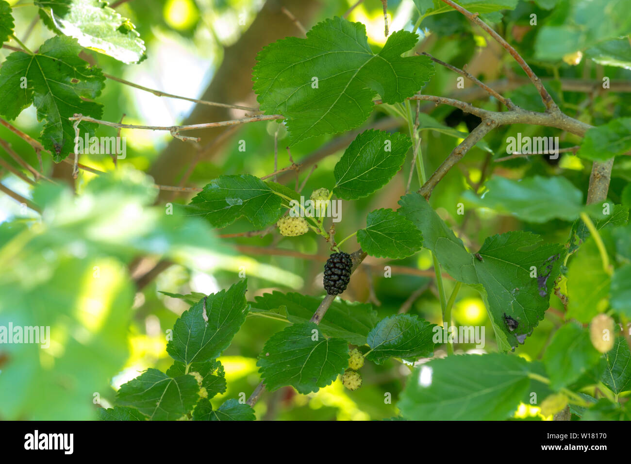 Maulbeeren in verschiedenen Reifegraden hängen an den Zweigstellen Stockfoto