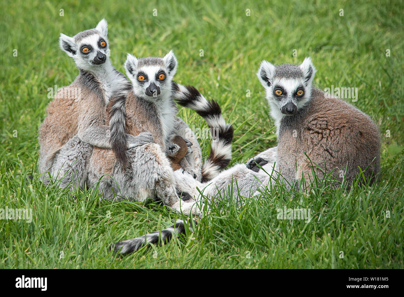Eine Familie von Ring tailed lemurs mit einer sehr jungen eine der drei Erwachsene abgeschlossen sind alle vorne weist es große orange Eyes Wide Open Stockfoto