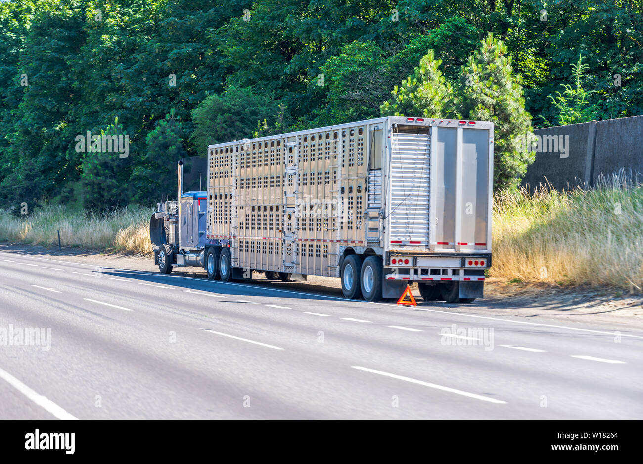 Kabelbruch im blauen Classic Big Rig Semi Truck mit offener Motorhaube hebt sich von der Straße mit Not-Aus-Signal mit Auflieger für den Transport von Tieren Stockfoto