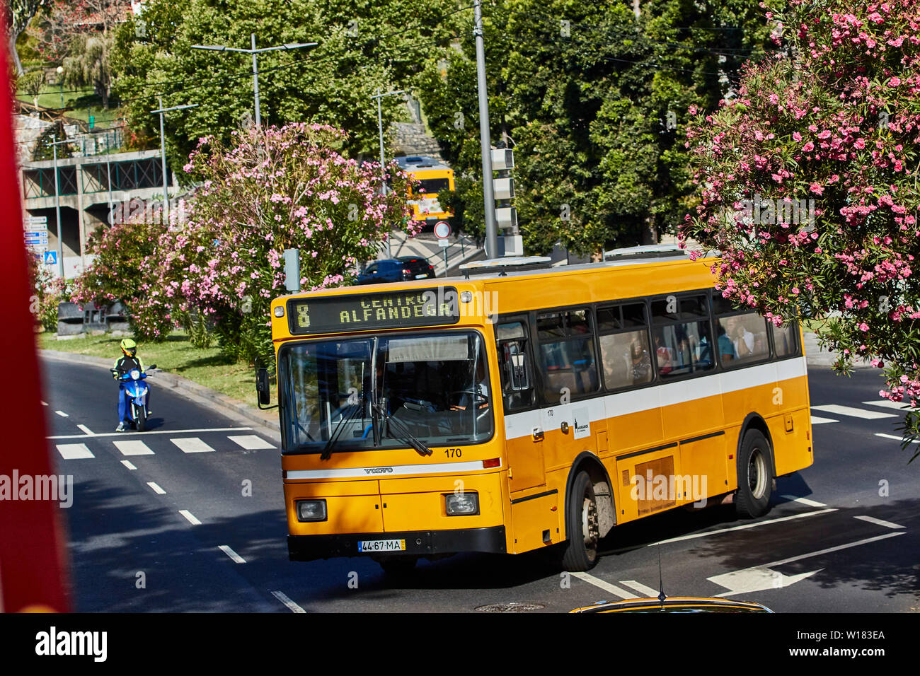 Gelbe Bus in Funchal, Madeira, Portugal, Europäische Stockfoto