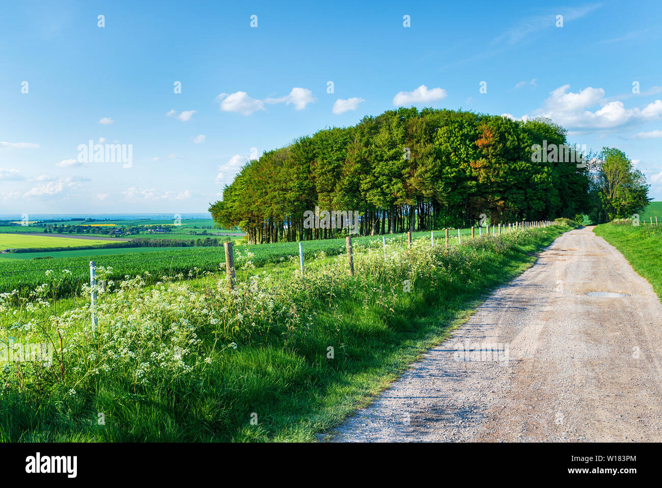 Der Höhenweg Fernwanderweg, wie Es verfährt Hackpen Hill in der Nähe von Malborough in Wiltshire Stockfoto