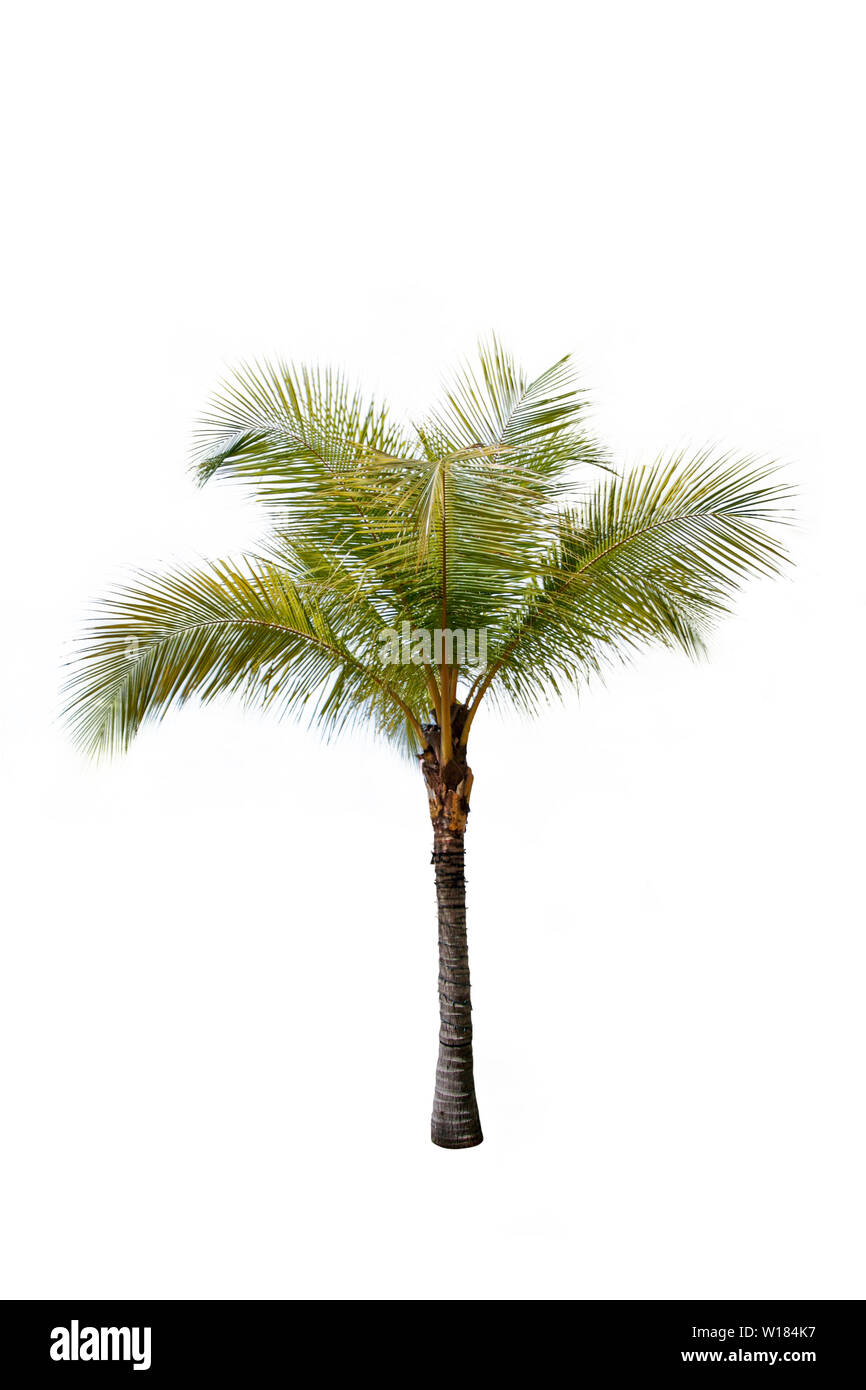 Grün schöne Kokospalme auf weißem Hintergrund Stockfoto