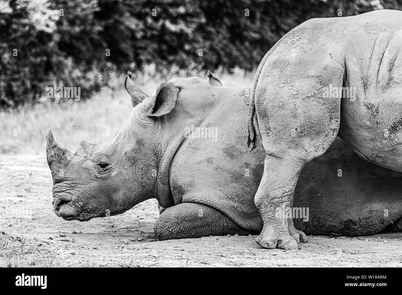 Zwei weiße Nashorn (das zweitgrößte Landsäuger) mit dem hinteren Ende eines Tieres nahe am Kopf des anderen. Stockfoto