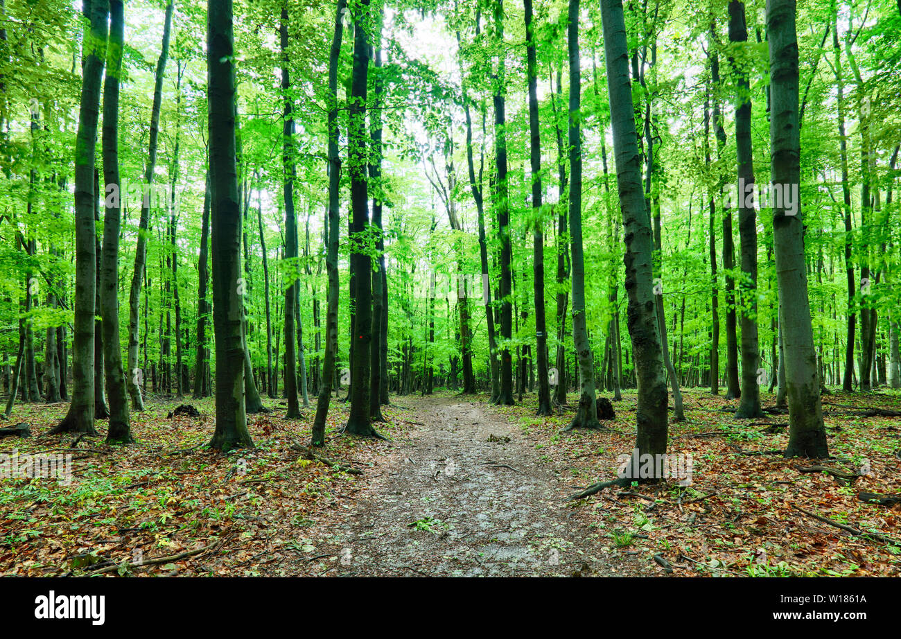 Grünen Wald und Gras mit Bäumen Stockfoto