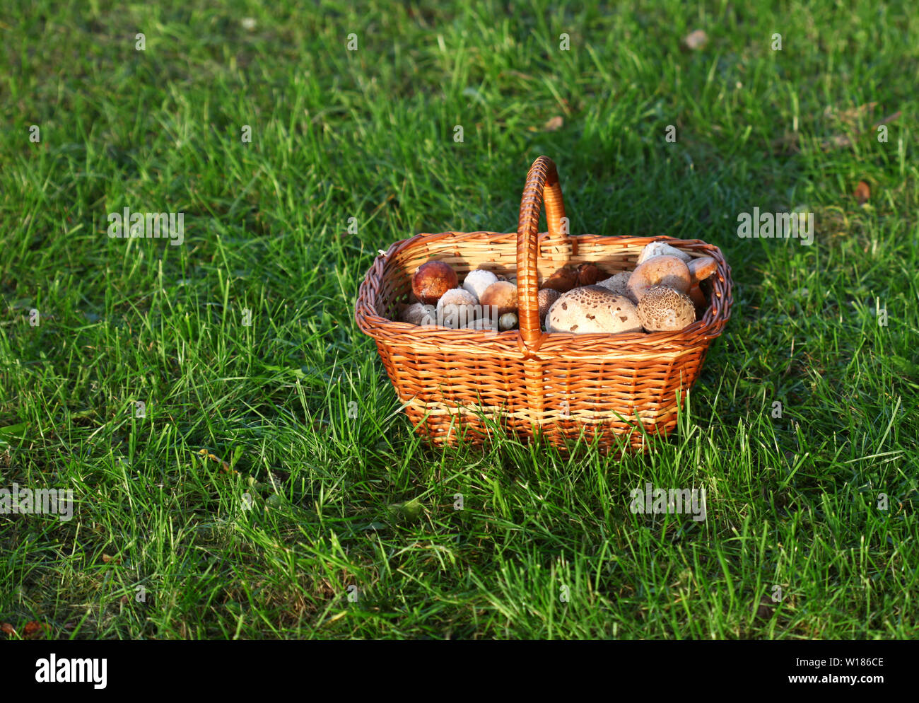 Korb mit Pilzen in einer grünen Gras Stockfoto