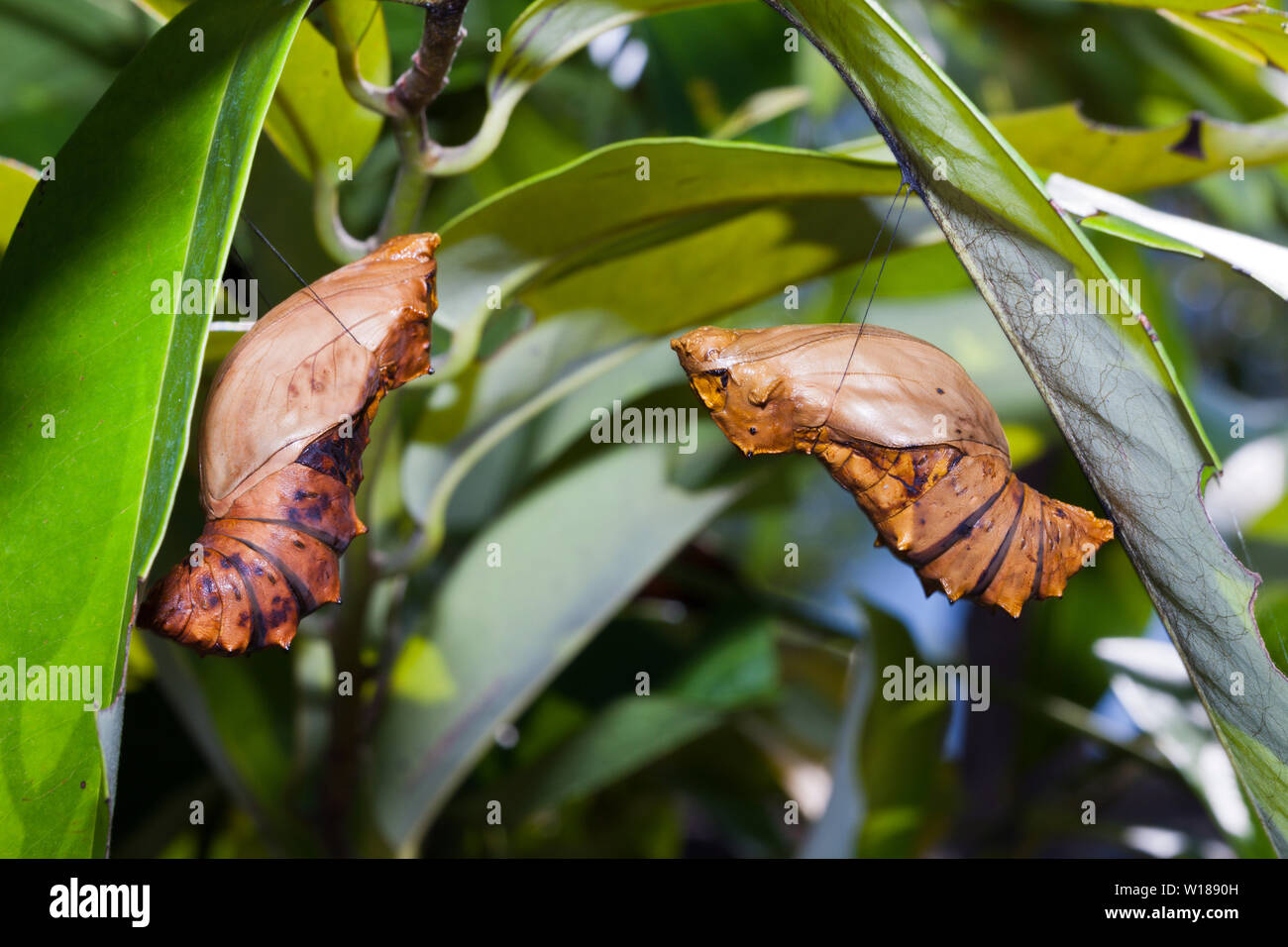 Larven der Königin Alexandras Birdwing, Ornithoptera alexandrä, Tufi, Oro Provinz, Papua Neu Guinea Stockfoto