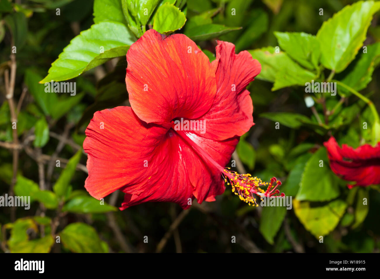 Larven der Königin Alexandras Birdwing, Ornithoptera alexandrä, Tufi, Oro Provinz, Papua Neu Guinea Stockfoto