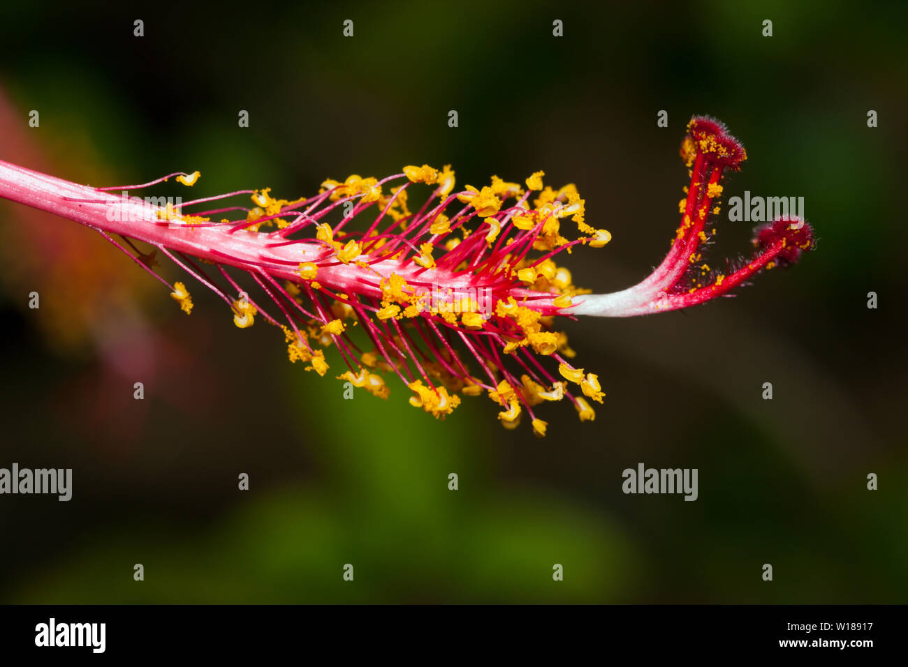 Rote Hibiskus, Hibiscus sp., Tufi, Oro Provinz, Papua Neu Guinea Stockfoto