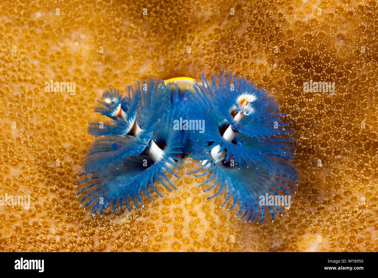 Blau Christmas-Tree-Worm, Spirobranchus giganteus, Tufi, Solomon Sea, Papua-Neuguinea Stockfoto
