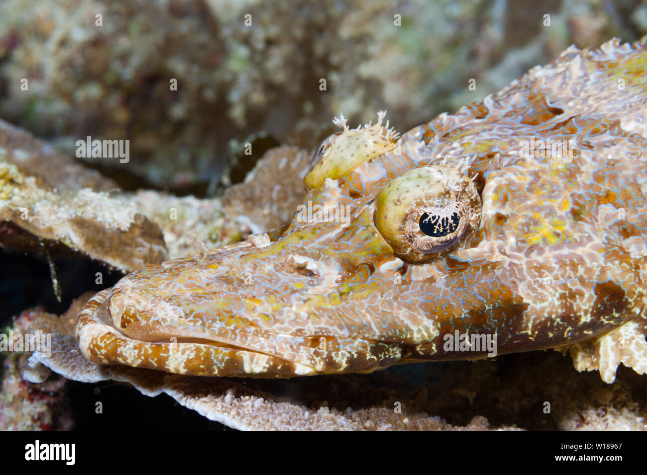 Beauforts Krokodilfische, Cymbacephalus beauforti, Tufi, Solomon Sea, Papua-Neuguinea Stockfoto