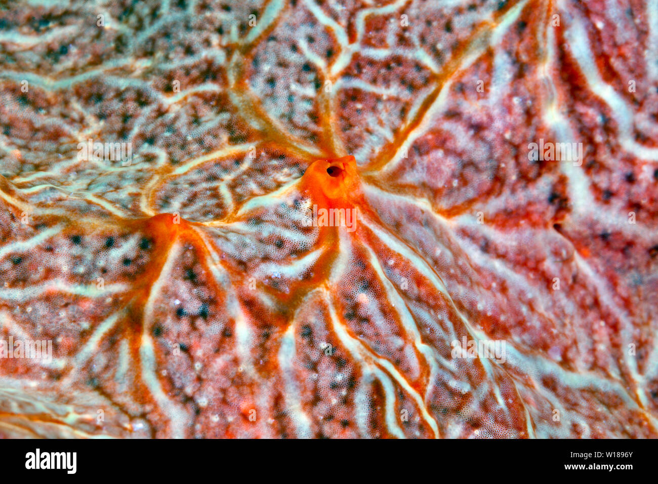 Seasponge Detail, Porifera, Tufi, Solomon Sea, Papua-Neuguinea Stockfoto