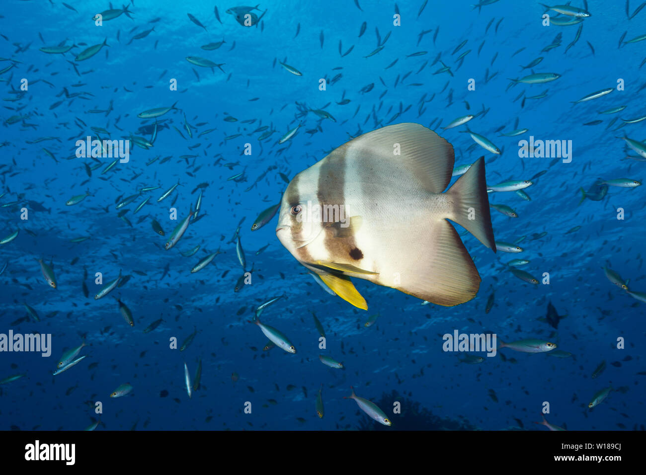 Platax teira Longfin Batfish,, Tufi, Solomon Sea, Papua-Neuguinea Stockfoto