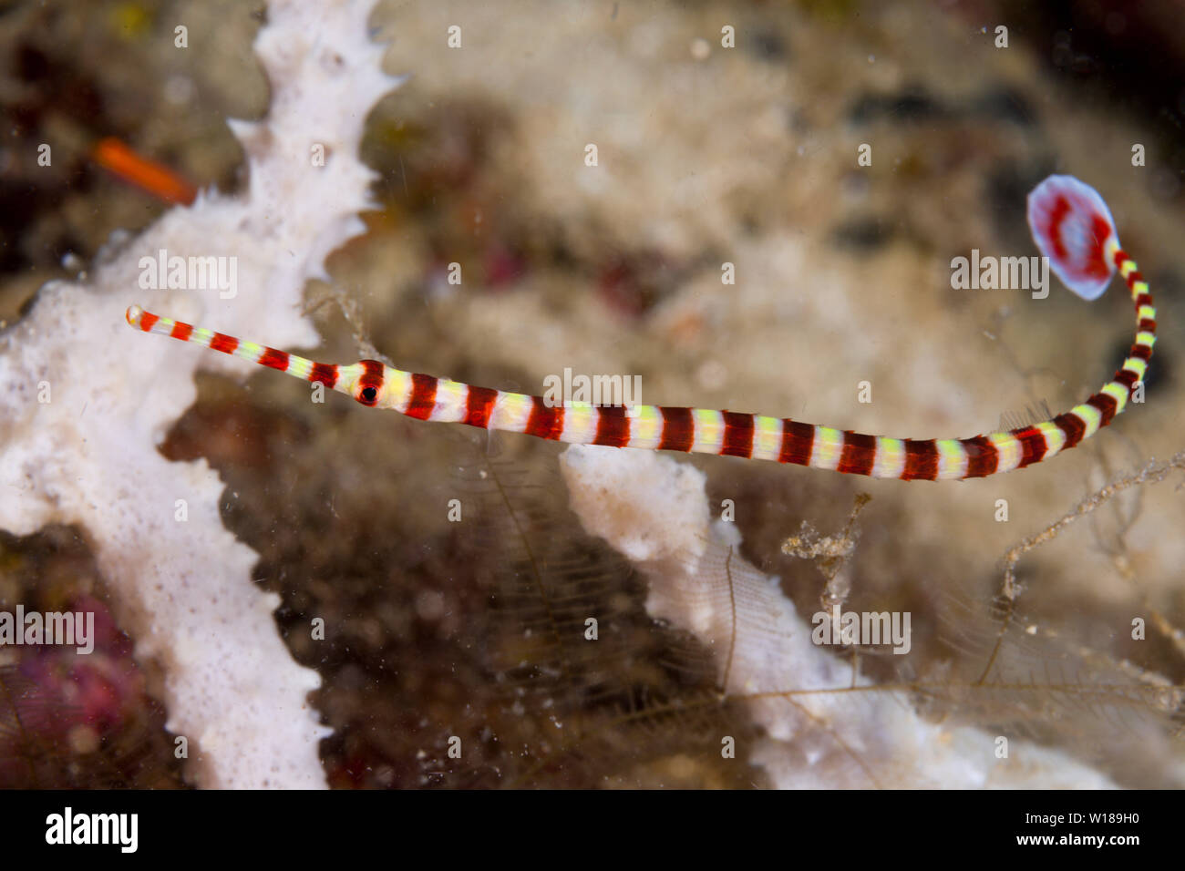 Gebänderte Seenadeln, Doryrhamphus dactyliophorus, Tufi, Solomon Sea, Papua-Neuguinea Stockfoto