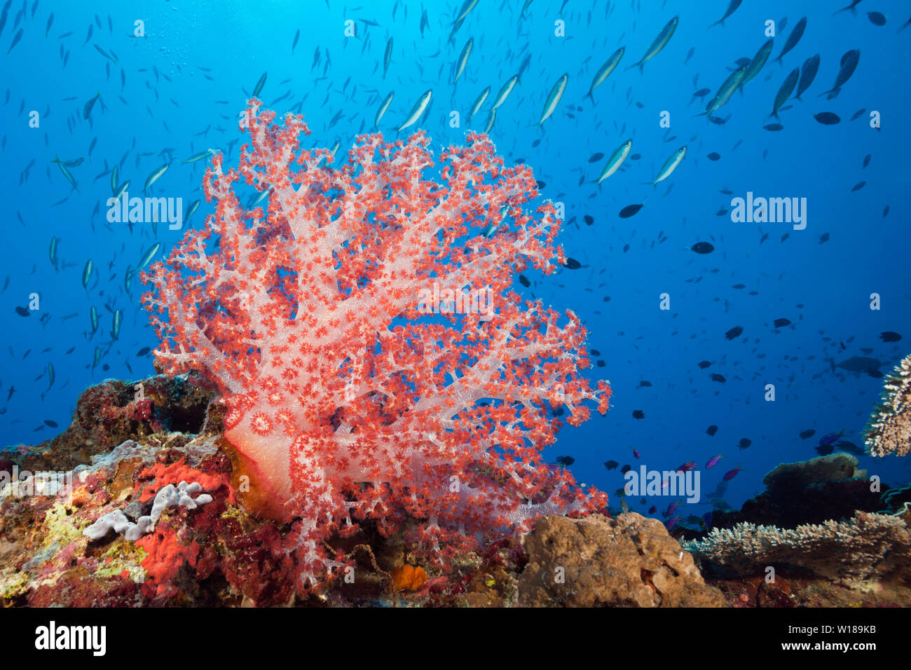 Red Soft Coral, Dendronephthya, Tufi, Solomon Sea, Papua-Neuguinea Stockfoto