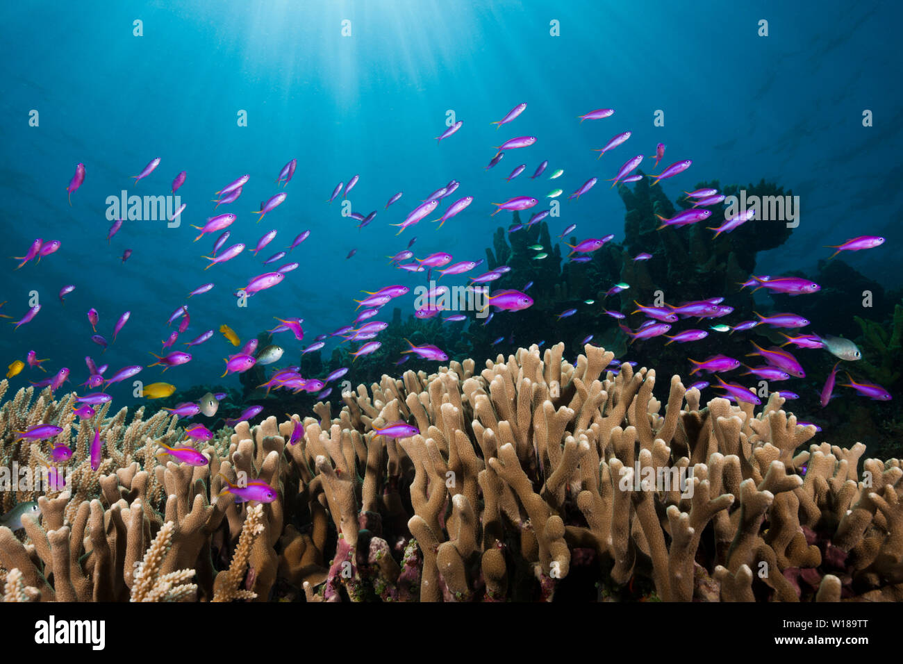 Yellowback Anthias über Coral Reef, pseudanthias Tuka, Tufi, Solomon Sea, Papua-Neuguinea Stockfoto