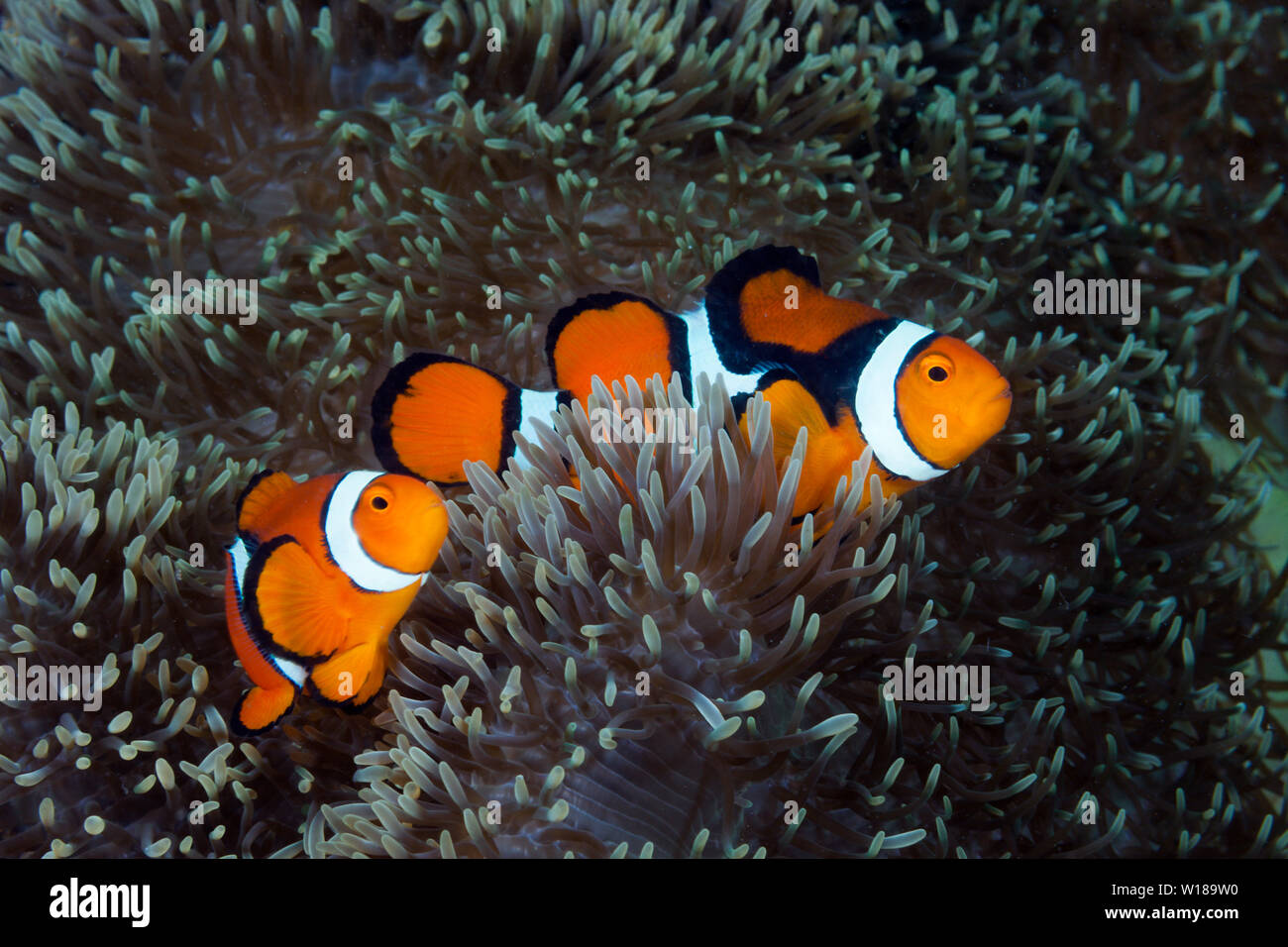 Paar Clown, Anemonenfischen Amphiprion percula, Tufi, Solomon Sea, Papua-Neuguinea Stockfoto