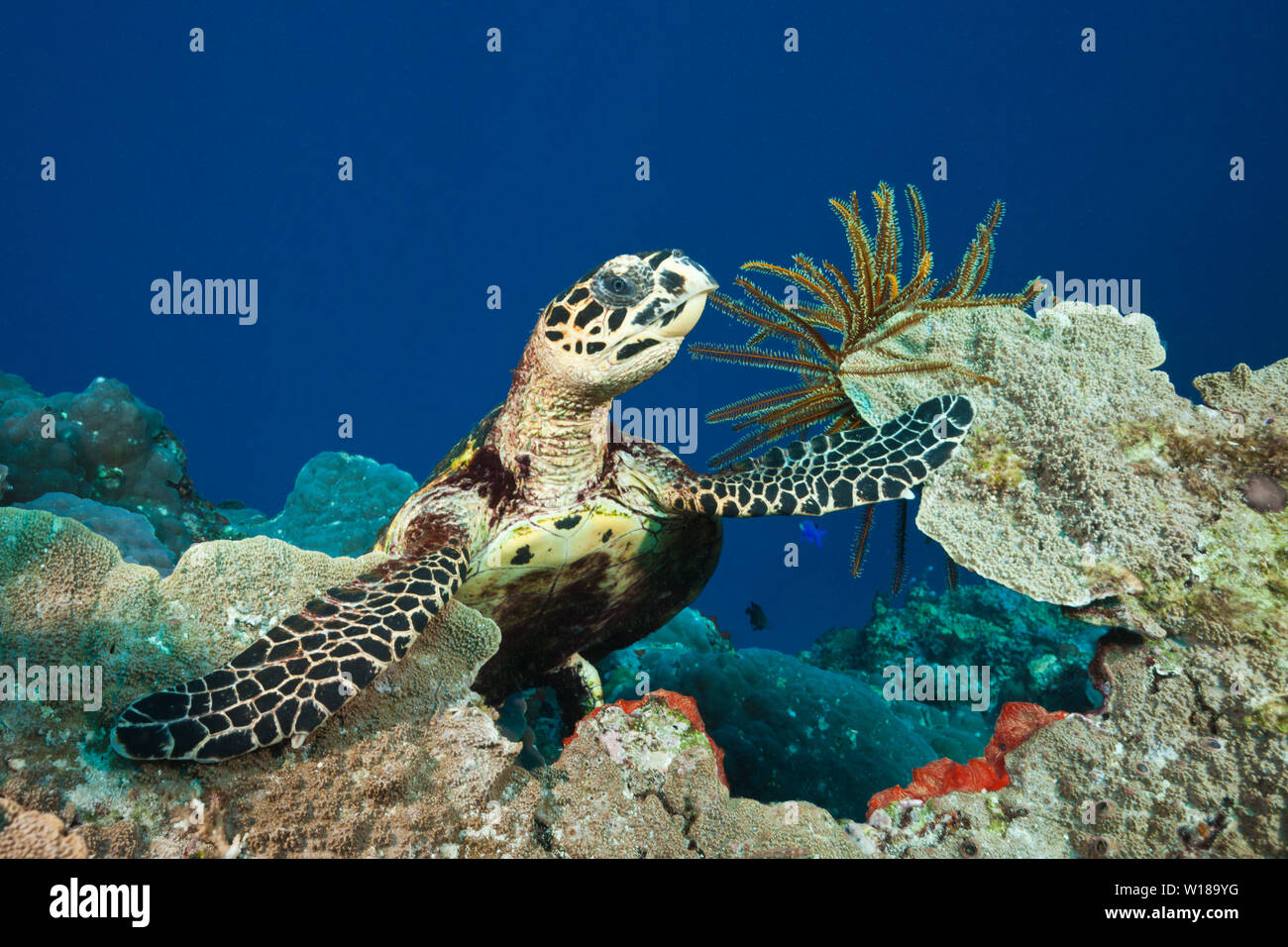 Hawksbill Sea Turtle, Eretmochelys imbricata, Tufi, Solomon Sea, Papua-Neuguinea Stockfoto