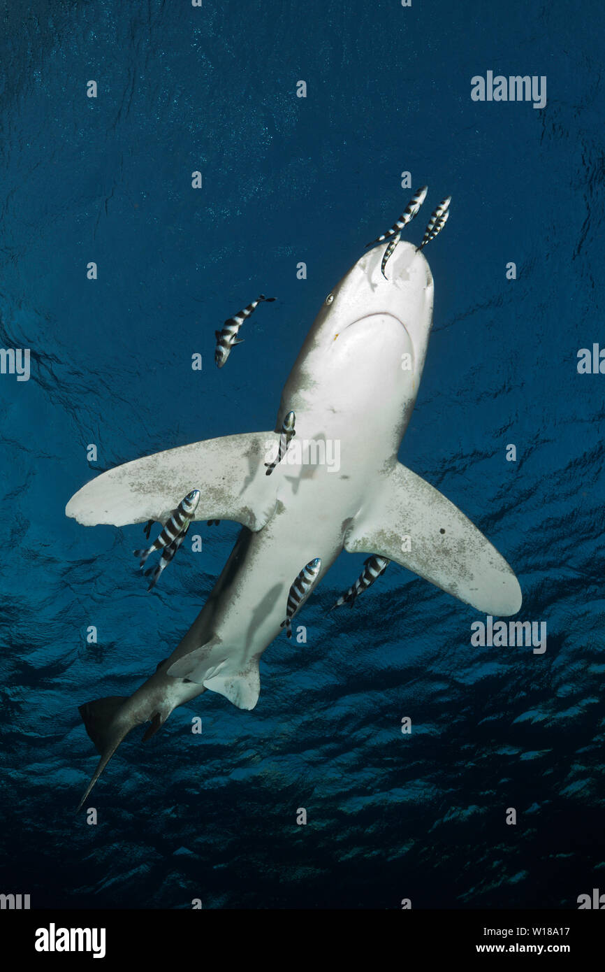 Oceanic Weißspitzen Hai, Carcharhinus Longimanus, Atlantik, Bahamas Stockfoto
