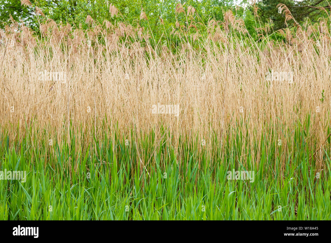 Alte und neue Schilf Schilf Maytime in Slimbridge, Gloucestershire, Großbritannien Stockfoto