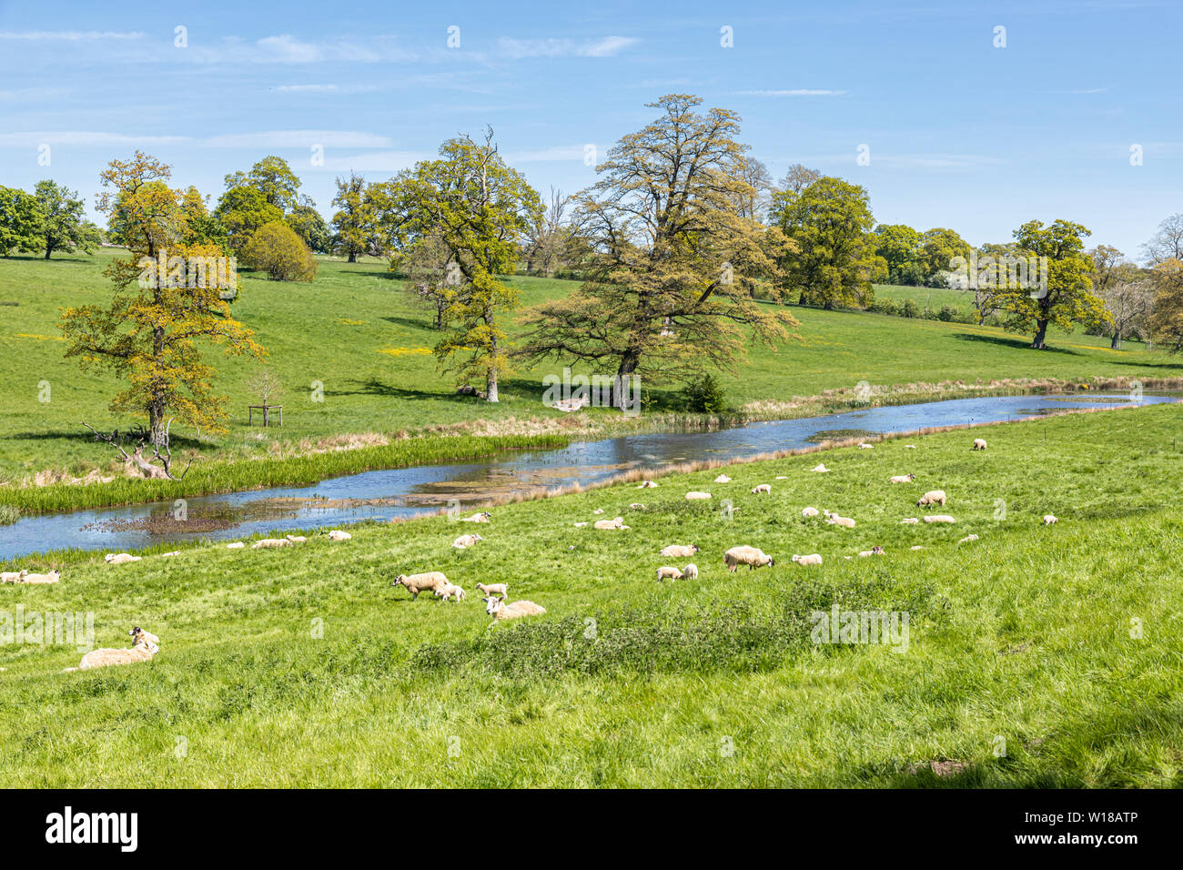 Schafe und Lämmer zu weiden das Wasser wiesen neben der Sherborne Bach in der Nähe von Cotswold Village von Sherborne, Gloucestershire, Großbritannien Stockfoto