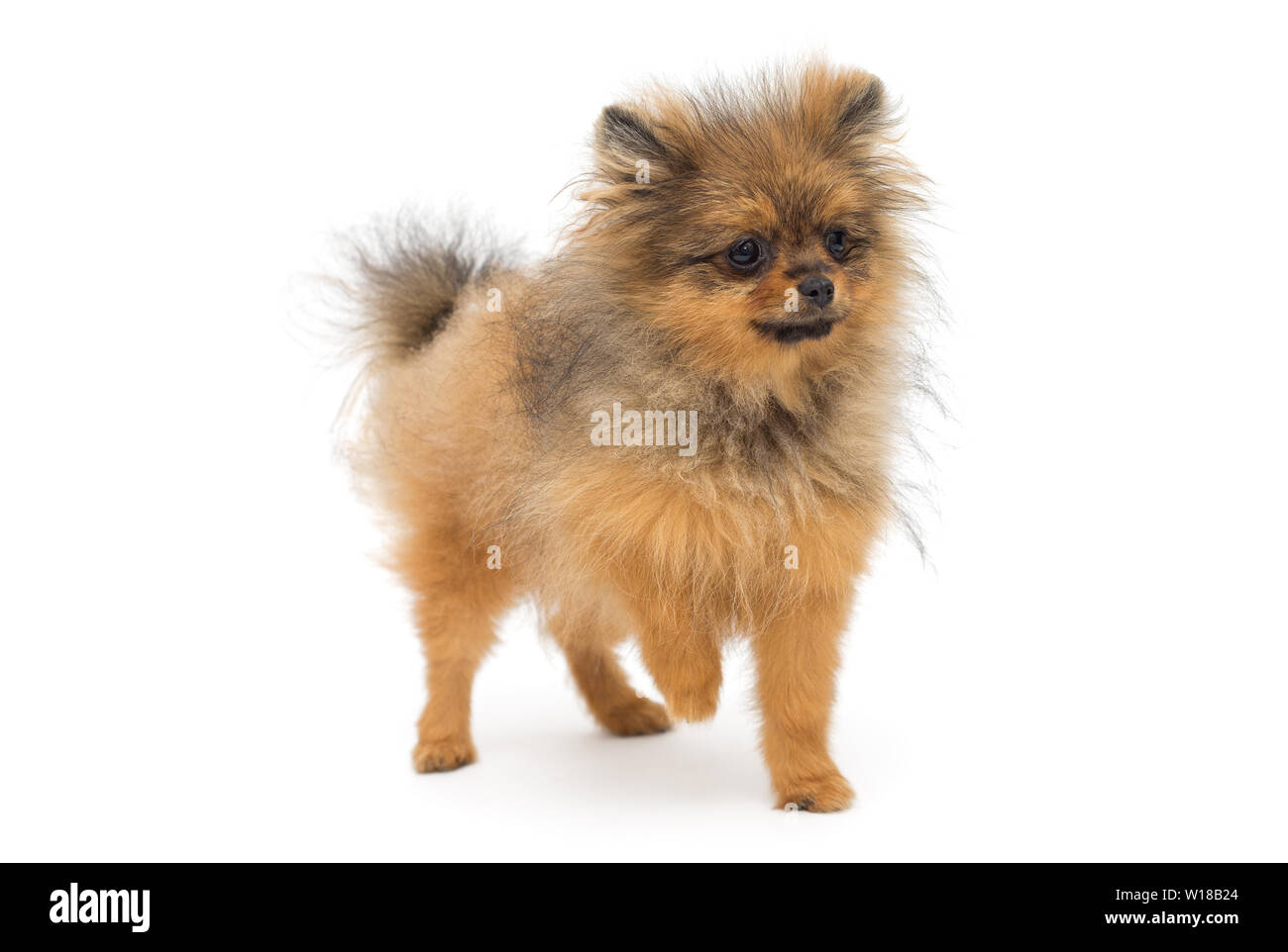 Witzig und ein shaggy behaarte Welpen der Rasse ein Porträt eines langhaarigen Welpen, eine Kreuzung zwischen