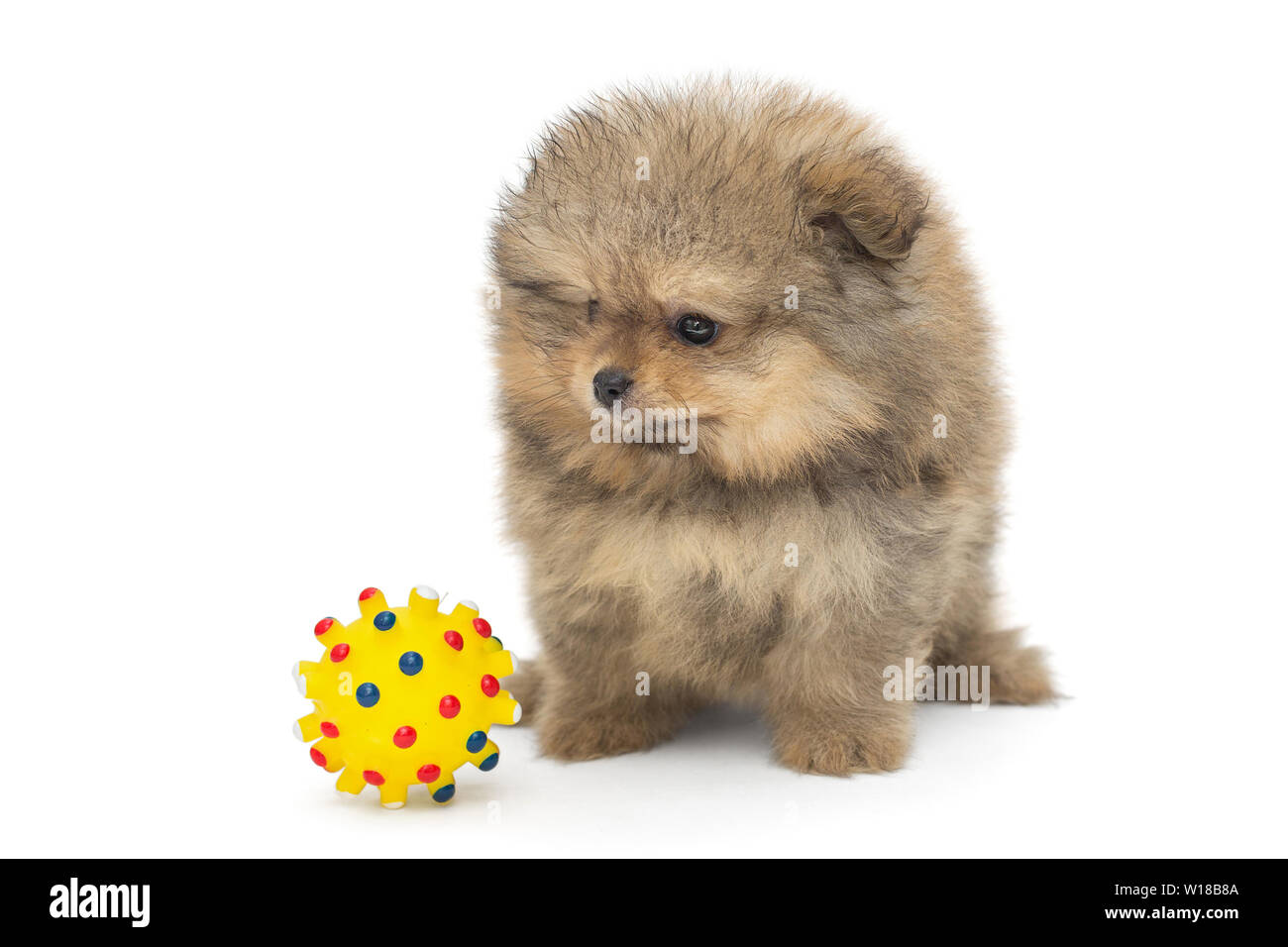 Kleines pomeranian Welpen und gelbe Kugel, auf weißem Hintergrund Stockfoto