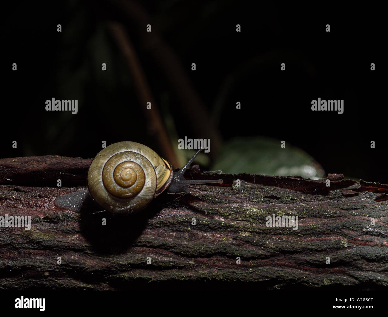 Gartenschnecke, die nachts in einem substädtischen Garten, in der englischen Stadt, füttert. Stockfoto Gartenschnecke, die nachts in einem substädtischen Garten, in der englischen Stadt, füttert. Stockfoto